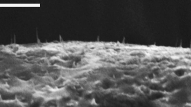 Nanofiber Needles.JPG